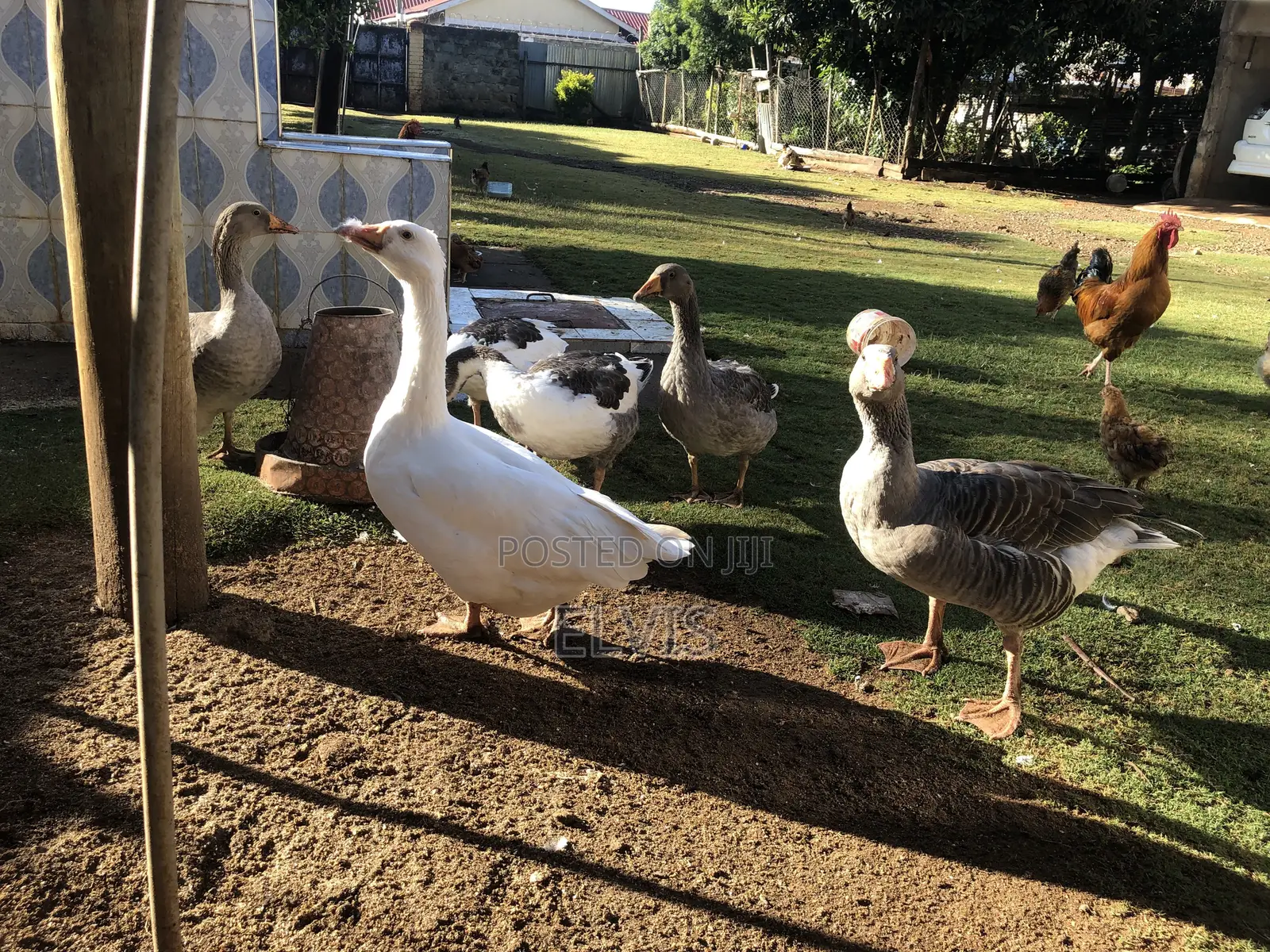 Giant Geese