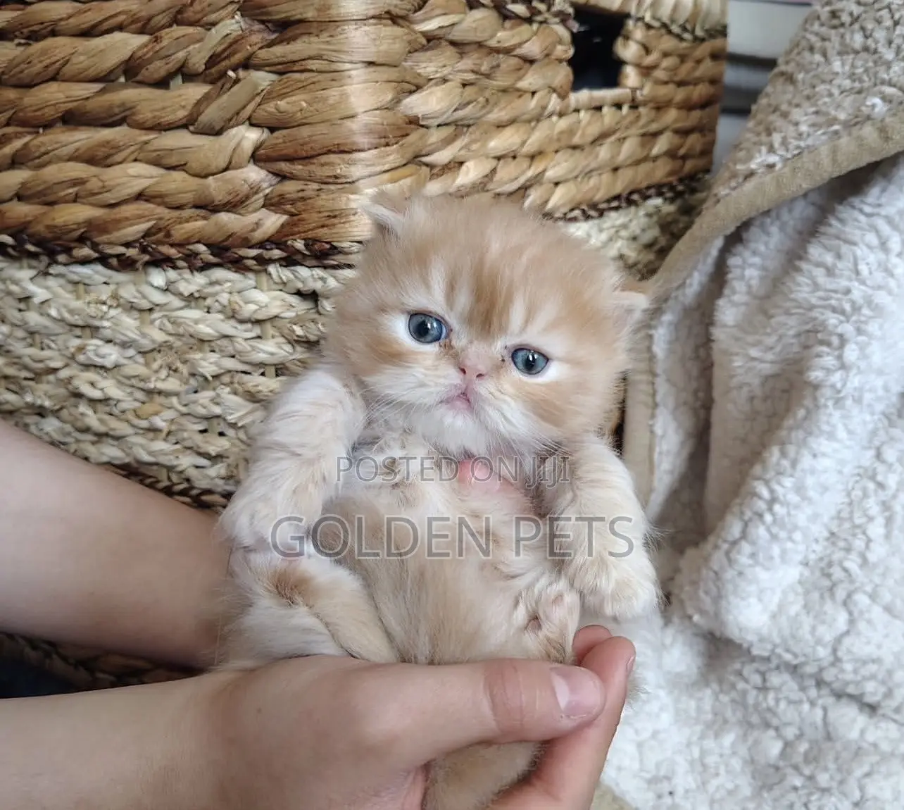 1-3 months Male Purebred Exotic