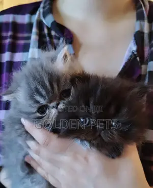 1-3 months Female Purebred Exotic