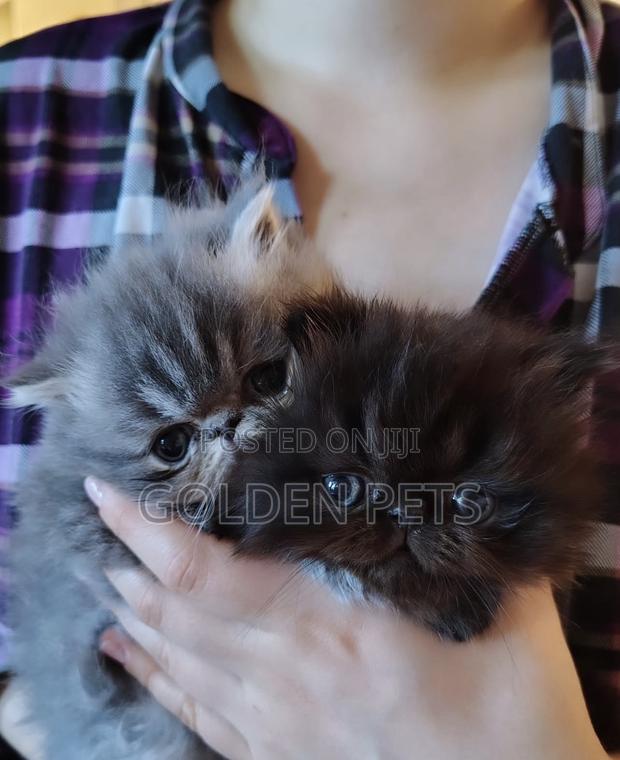 1-3 months Female Purebred Exotic