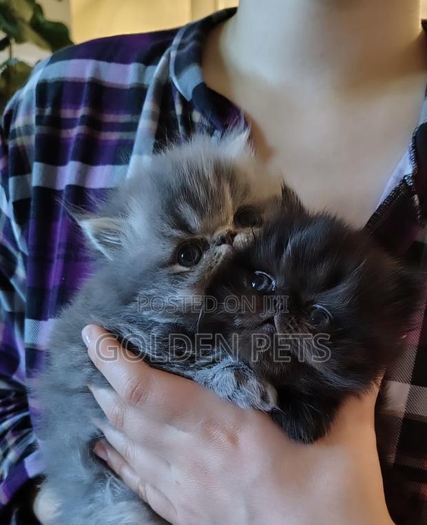 1-3 months Male Purebred Persian