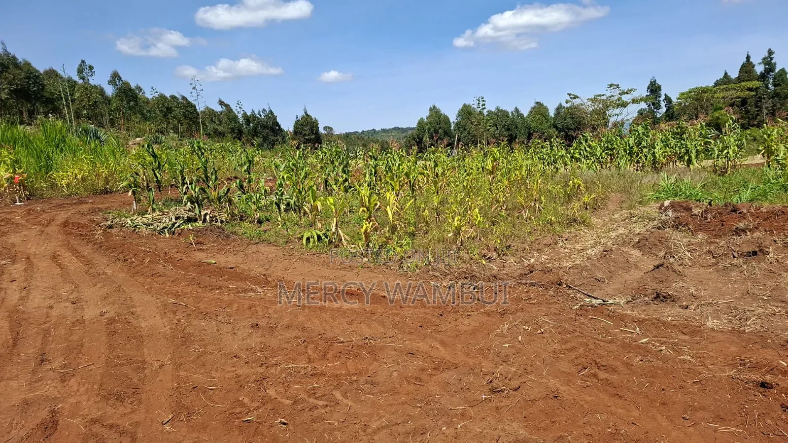 Nguirubi /Thigio