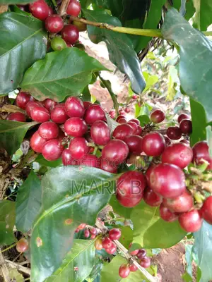 Organic Coffee