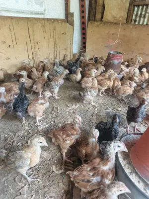 Improved Kienyeji Chicken