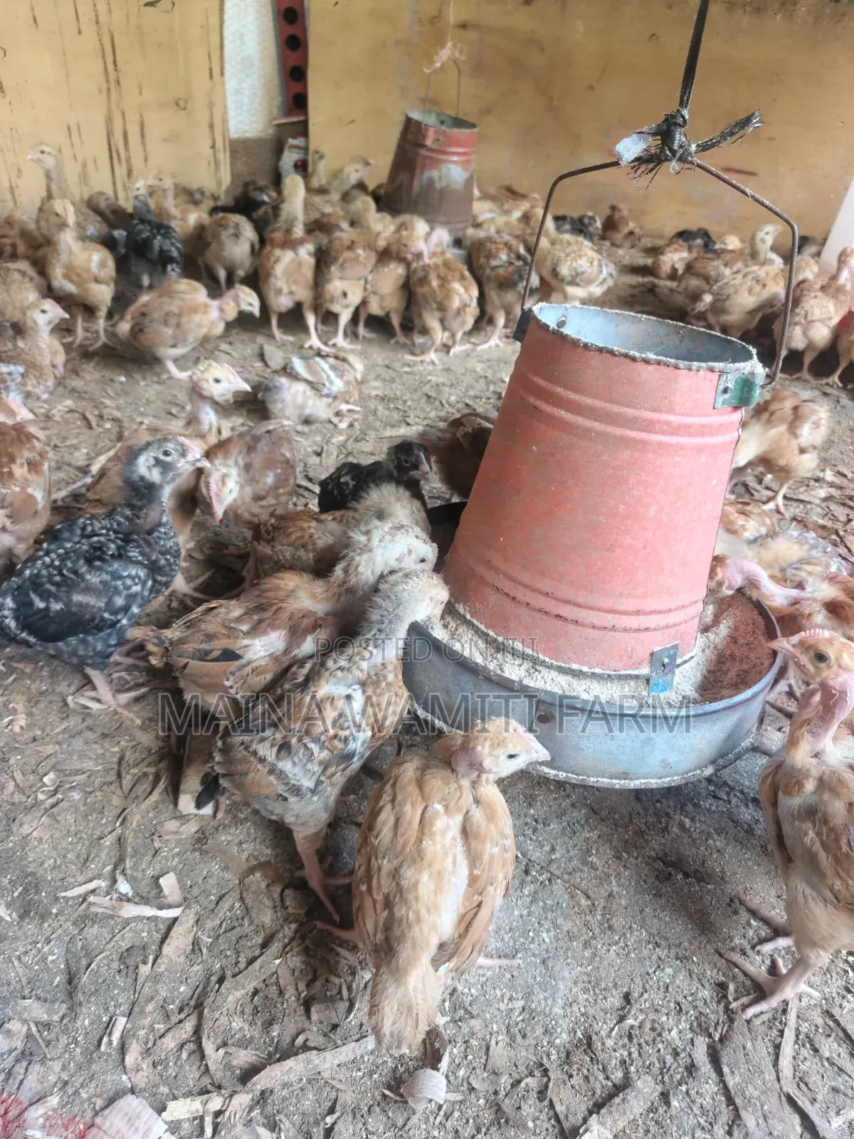 Improved Kienyeji Chicken