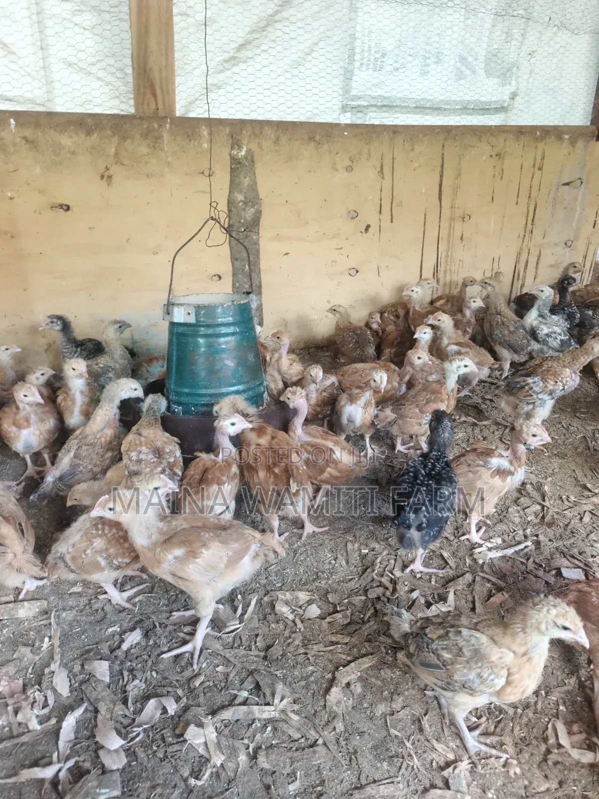 Improved Kienyeji Chicken