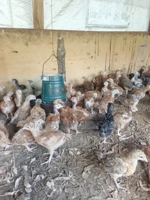 Improved Kienyeji Chicken