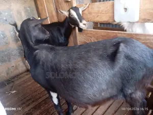 Dairy Goats