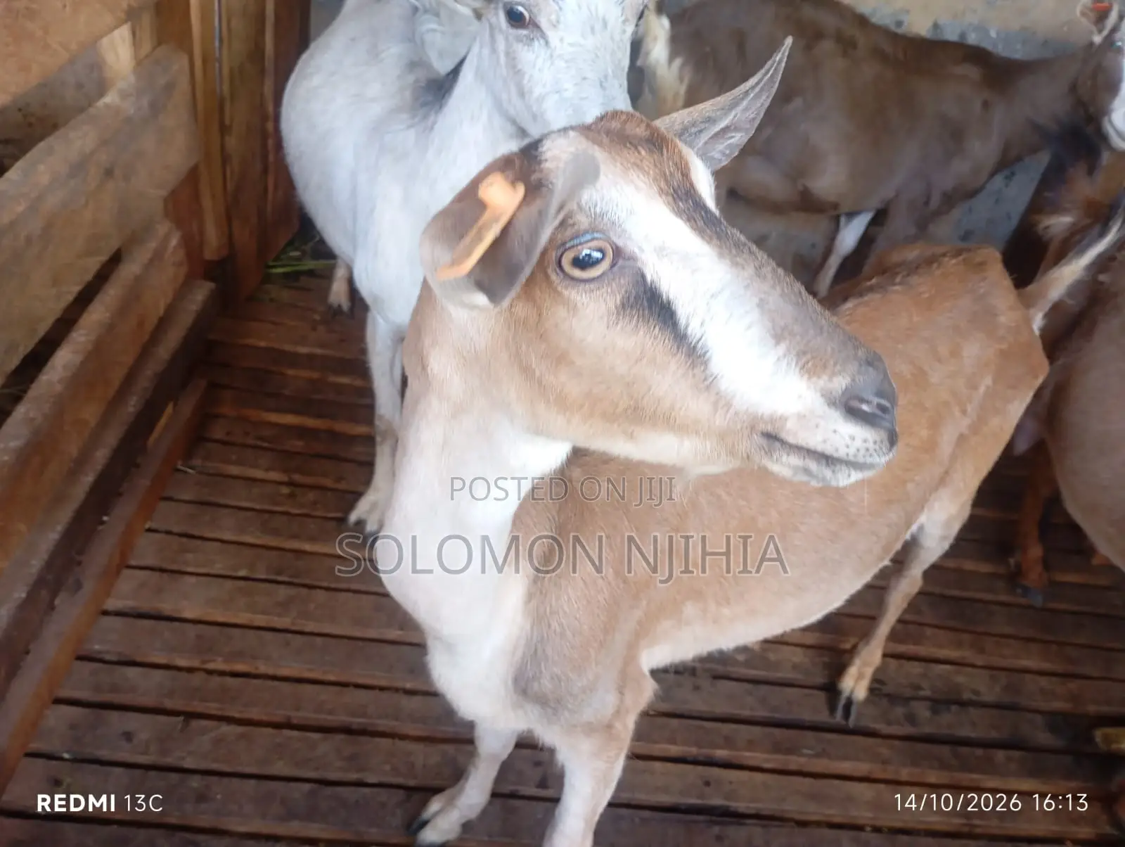 Dairy Goats