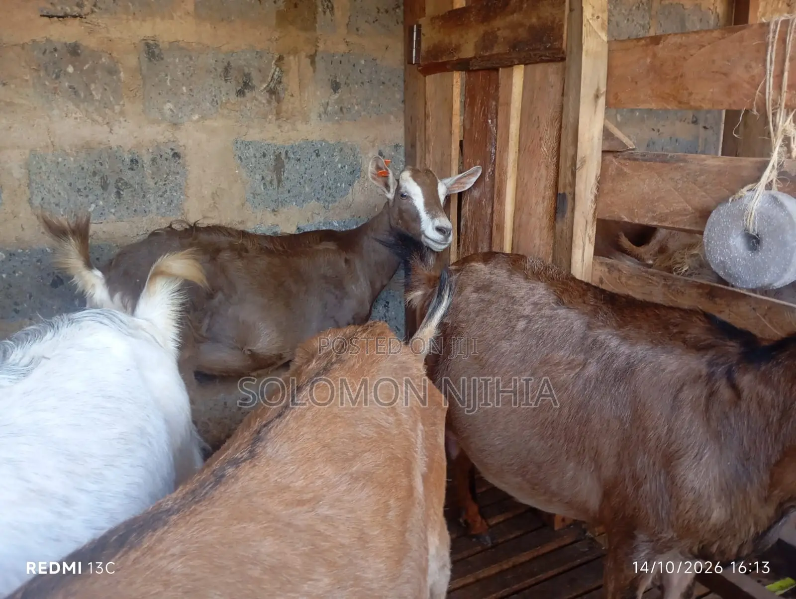 Dairy Goats
