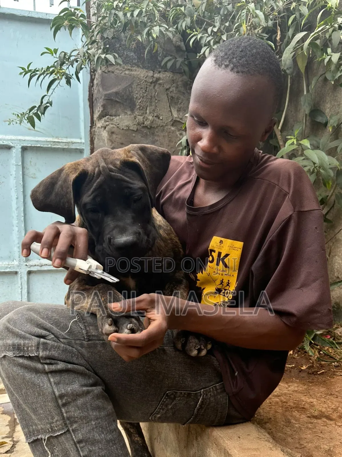 Dog Trainer