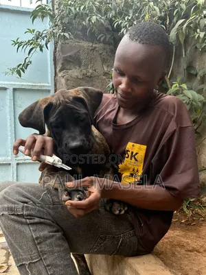 Dog Trainer