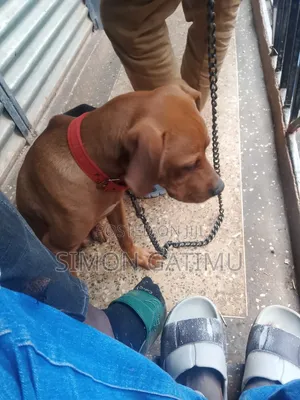 6-12 months Male Mixed Breed American Pit Bull Terrier