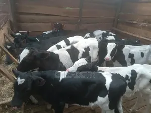 Heifers and Bulls