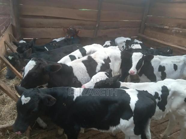 Heifers and Bulls