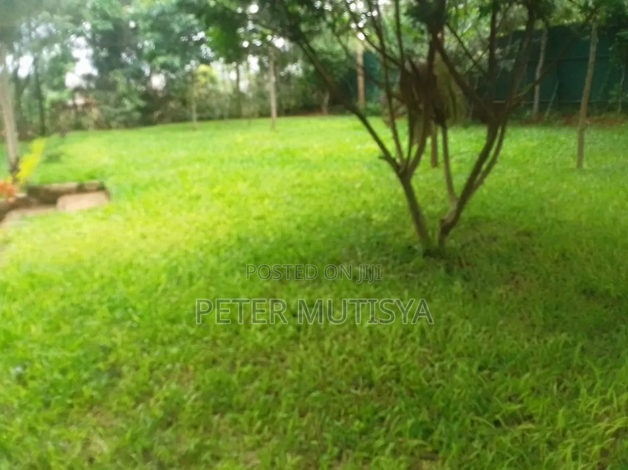 Pemba Green Grass