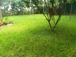Pemba Green Grass