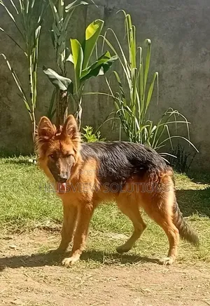 6-12 months Male Purebred German Shepherd