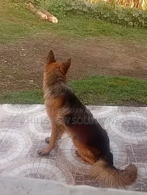 6-12 months Female Purebred German Shepherd