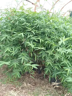 Bambusa Bamboo Seedlings for Timber ,Erosion Control, Land Demarcation