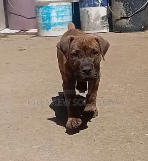 1-3 months Male Purebred Boerboel