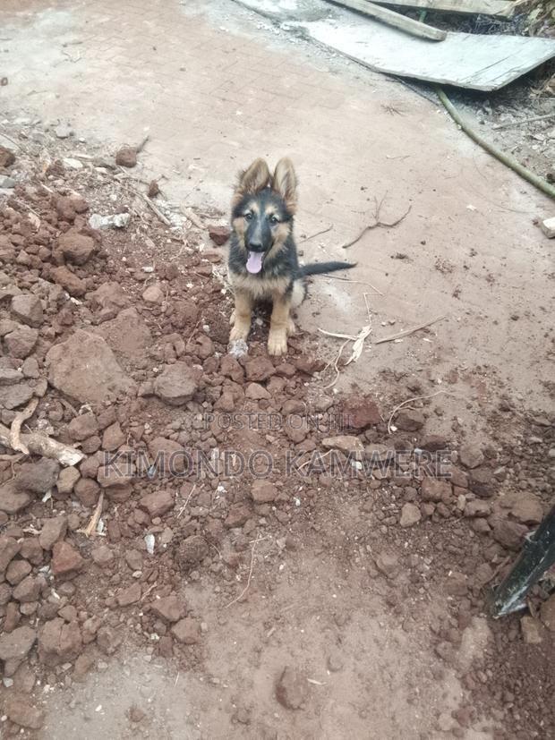 3-6 months Female Purebred German Shepherd