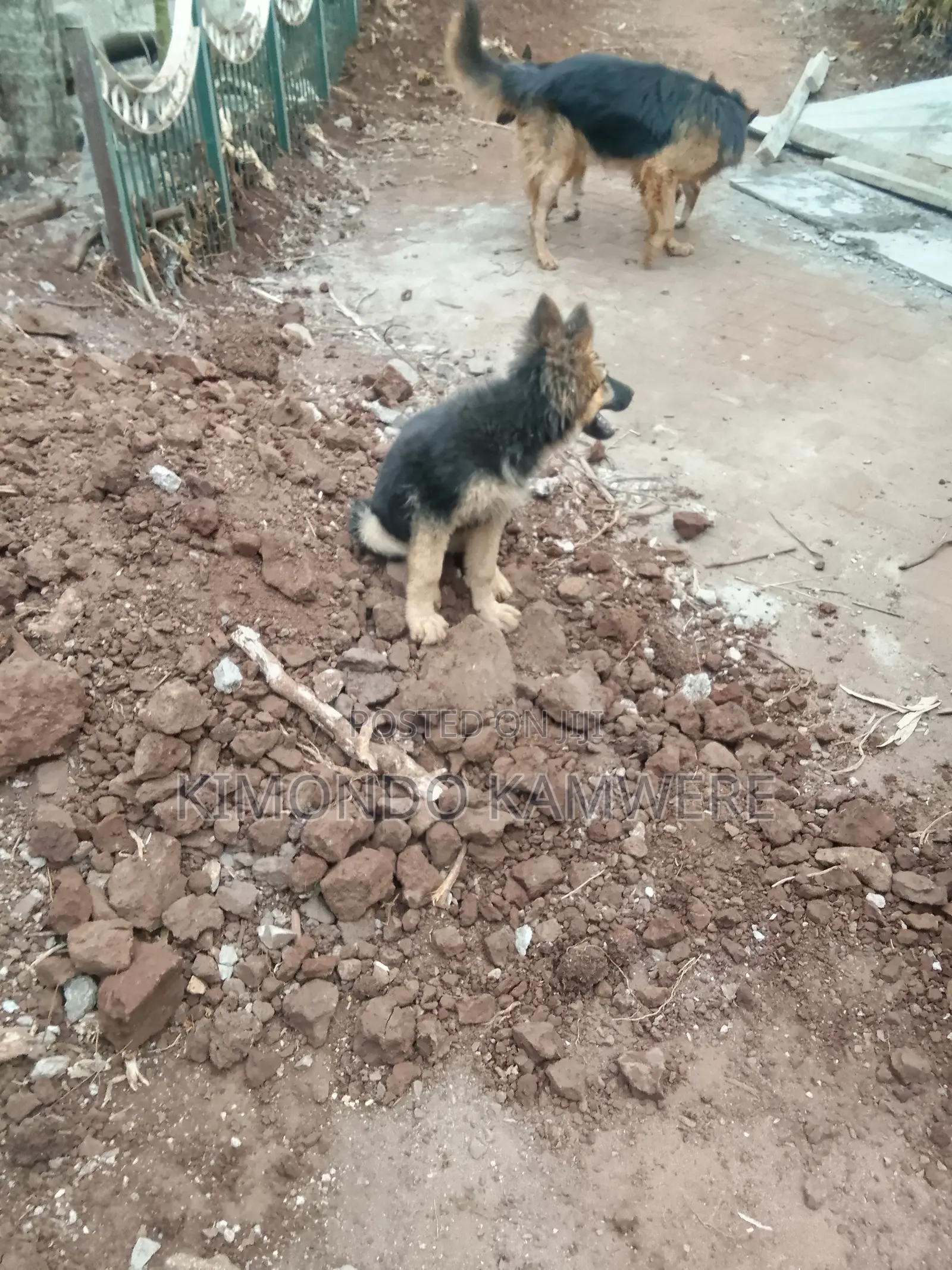 3-6 months Female Purebred German Shepherd