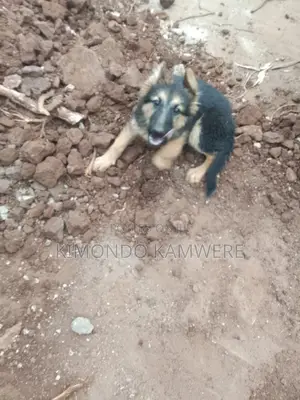 3-6 months Female Purebred German Shepherd