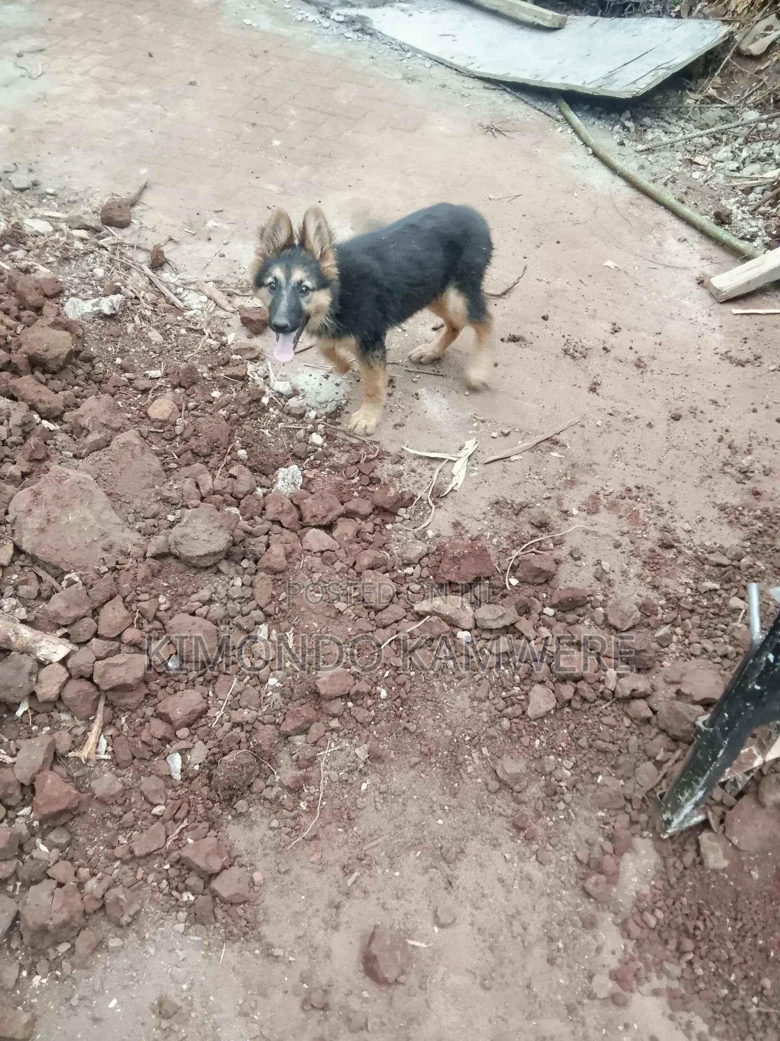 3-6 months Female Purebred German Shepherd