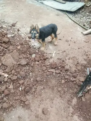 3-6 months Female Purebred German Shepherd