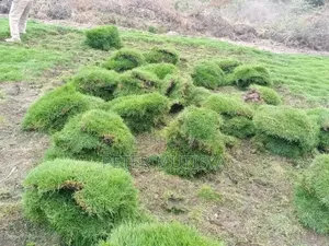 Arabica Carpet Grass
