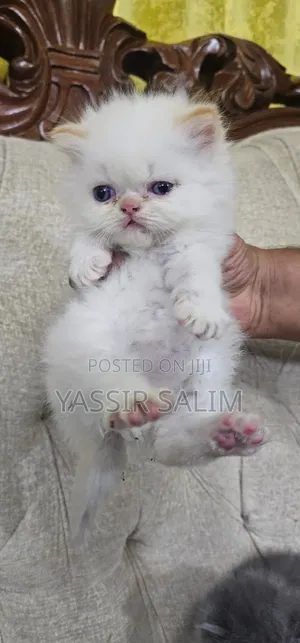 1-3 months Male Purebred Persian