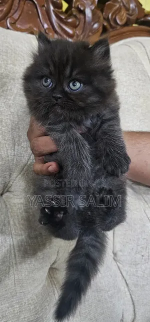 1-3 months Male Purebred Persian