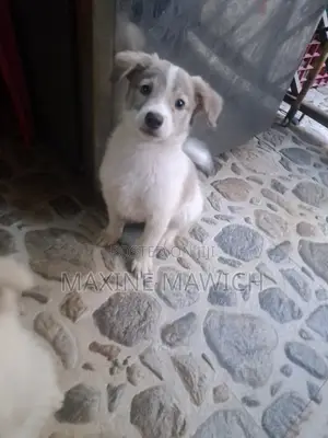1-3 months Male Mixed Breed Maltese