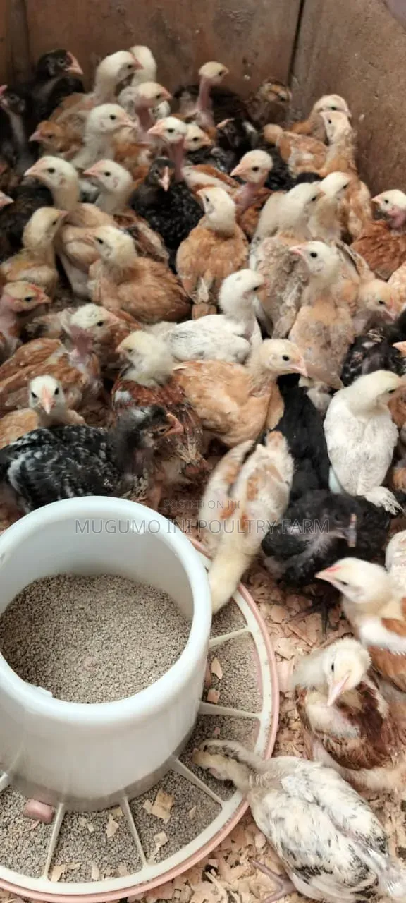 Months Old Chicks