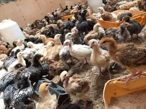 Months Old Chicks