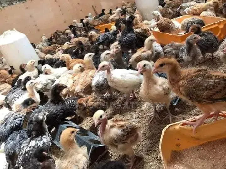 Months Old Chicks