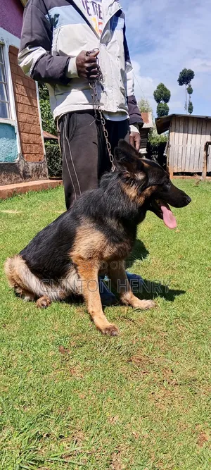 1+ year Male Purebred German Shepherd