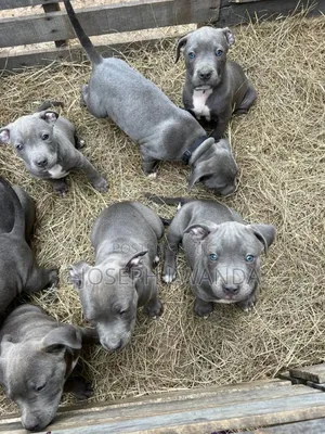 3-6 months Female Purebred American Pit Bull Terrier