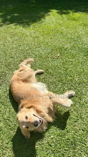 6-12 months Female Purebred Golden Retriever