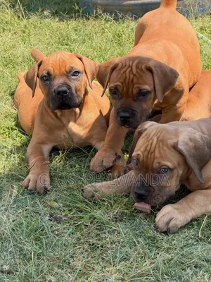 3-6 months Male Purebred Boerboel