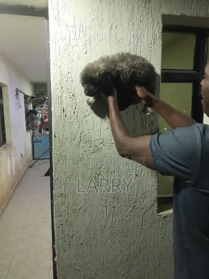 1-3 months Male Purebred Caucasian Shepherd