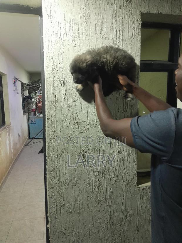 1-3 months Male Purebred Caucasian Shepherd