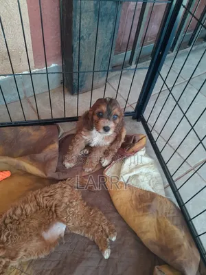 1-3 months Male Purebred Cockapoo