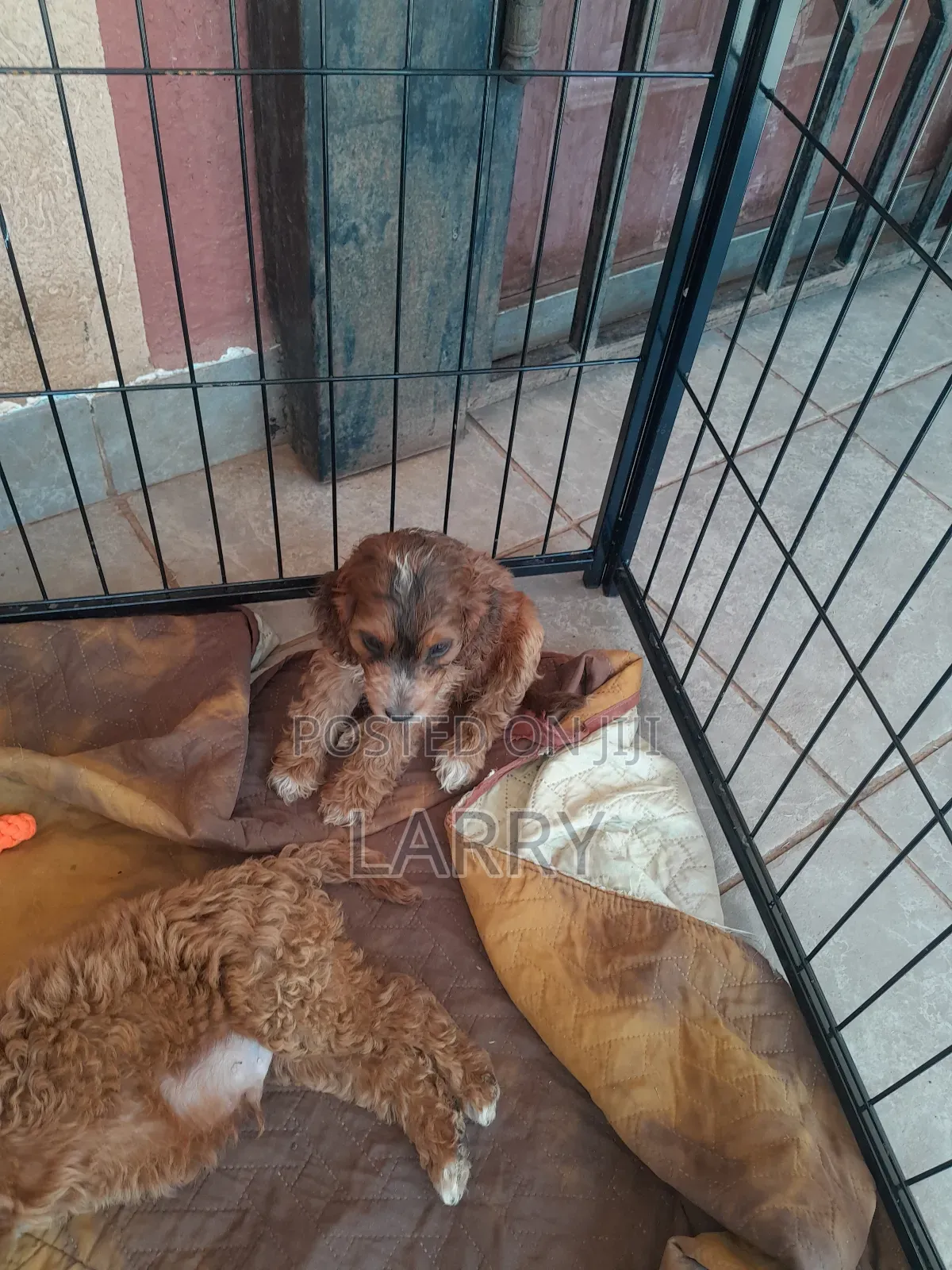 1-3 months Male Purebred Cockapoo