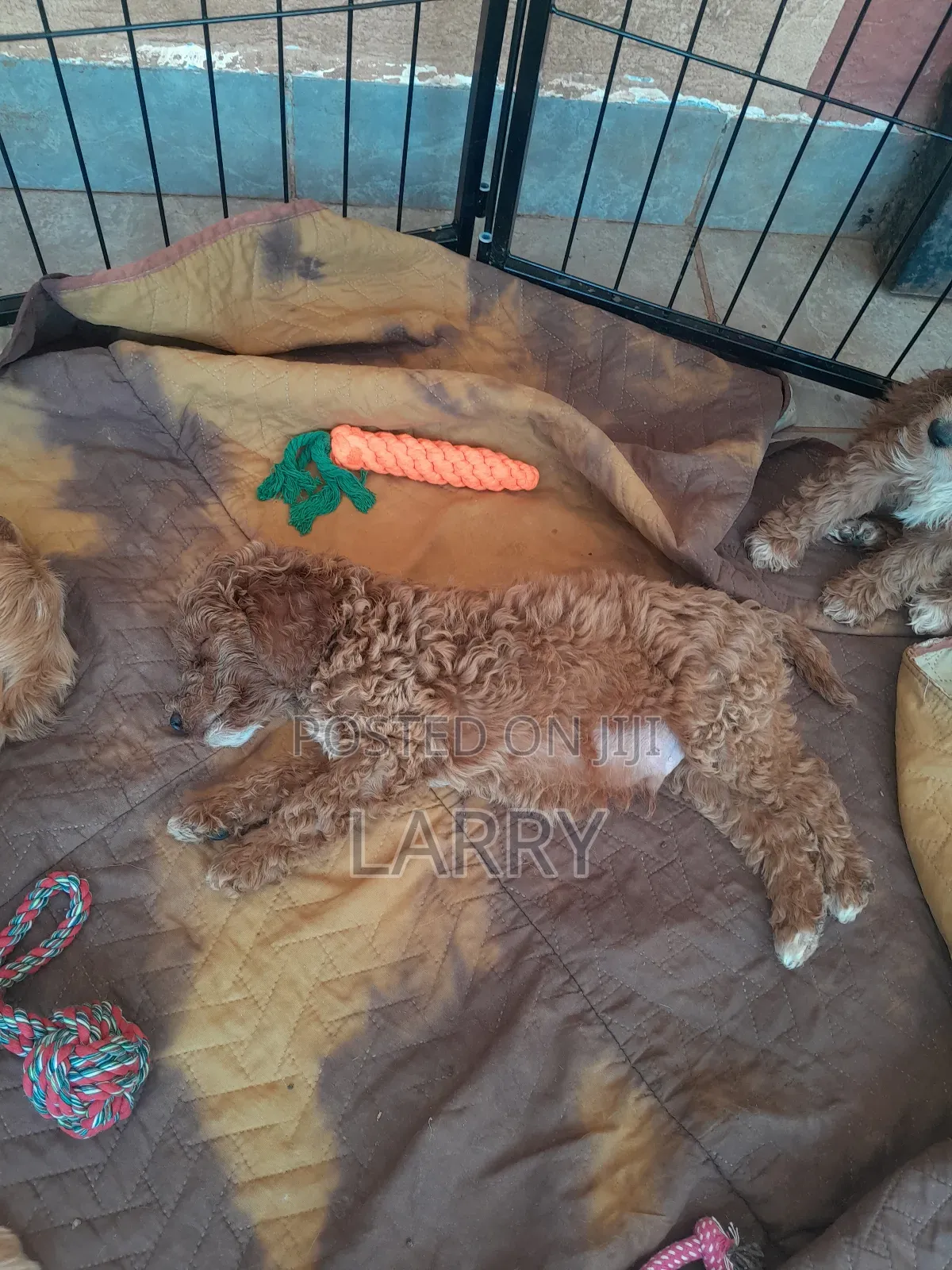 1-3 months Male Purebred Cockapoo