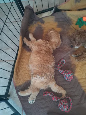 1-3 months Male Purebred Cockapoo
