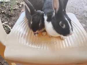Mature Rabbits for Sale at Kenyatta Road Juja
