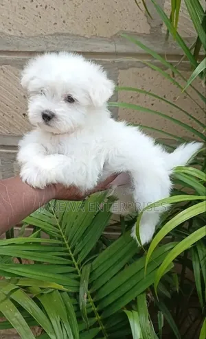 1-3 months Male Purebred Havanese