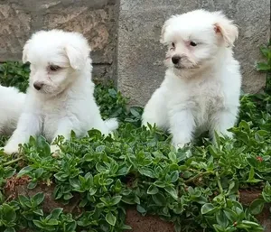 1-3 months Male Purebred Havanese